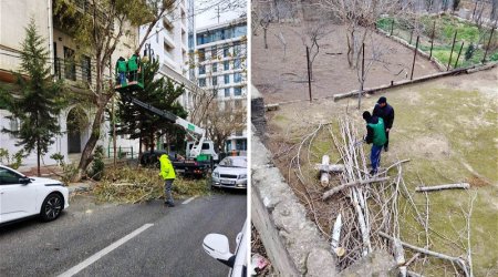 Сильный ветер в Баку повалил деревья