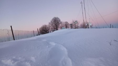 Şahbuzda qarın hündürlüyü 48 sm-ə çatdı