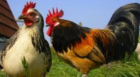 Azərbaycan bir sıra ölkələrdən heyvan və quş ətinin idxalına qoyulan qadağanı qaldırıb