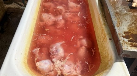 Xırdalanda toyuqları rəngləyib satıblar