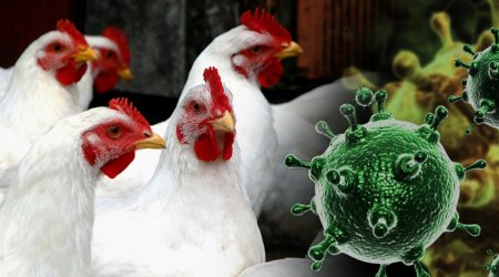 İsraildə "quş qripi" aşkarlanıb