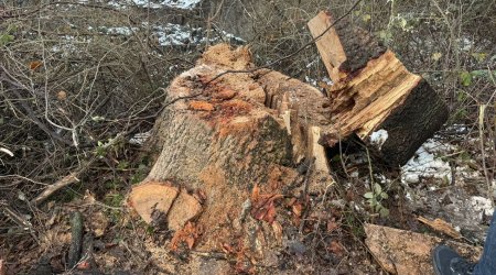 Oğuzda palıd ağaclarını kəsən şəxs saxlanılıb