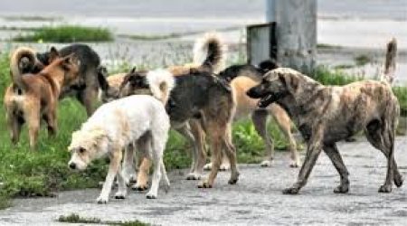 Bakıda insanlar cinayətkarlardan yox, küçə itlərindən qorxur - Deputat