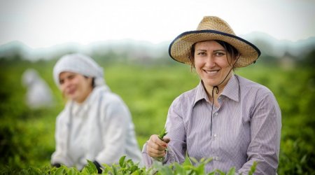 Deputat: Fermerlər üçün uzunmüddətli və aşağıfaizli kreditlər qanunla tənzimlənməlidir