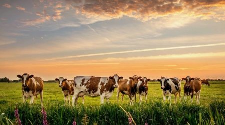 Gürcüstan Azərbaycana mal-qara satışından gəlirini 3 dəfəyə yaxın artırıb