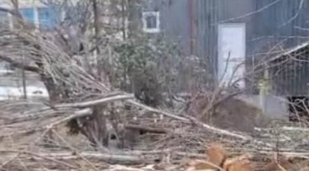 Tovuzda ağaclarının qırılması ilə bağlı araşdırma aparılır