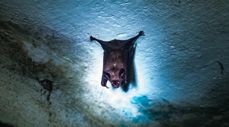 Hindistanda yeni ölümcül virus yayılıb