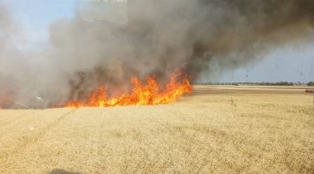 
Əkin yerinin yandırılmasına görəyeni cərimələr tətbiq olunub