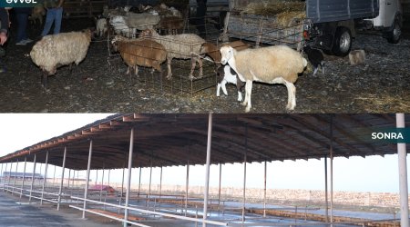 Biləsuvar heyvan bazarı yenidən fəaliyyətə başlayıb