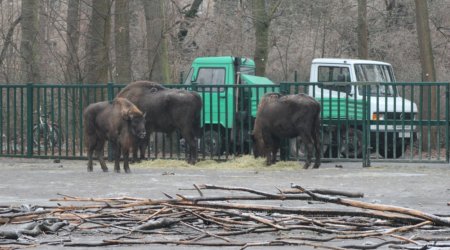 Германия отправила 18 зубров в Азербайджан в рамках программы реинтродукции