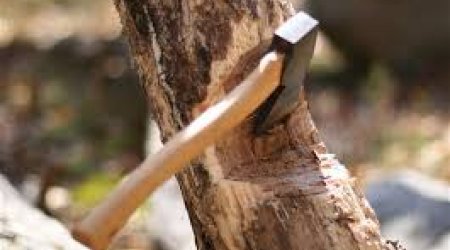 Ağacların qanunsuz kəsilməsi nəticəsində yaşıllıqlara 129 min manatdan çox ziyan dəyib