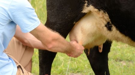 Азербайджан стал лидером по поставкам молока и сливок в Грузию в 2025 году