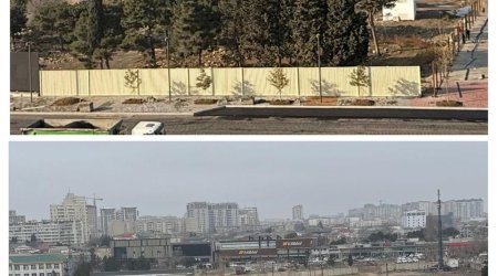 Bakı şəhərində çoxillik ağacların kəsilməsi ilə bağlı iki nəfər saxlanılıb