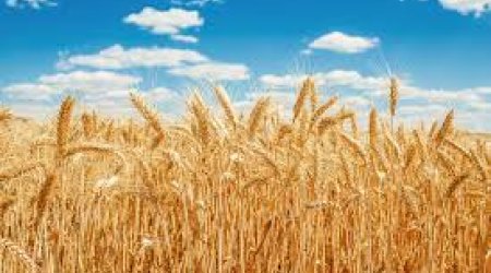 Azerbaijan&rsquo;s total grain production rises by 3% last year