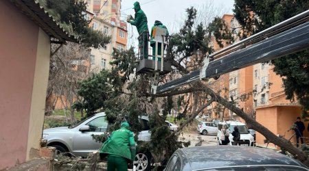 Güclü külək Bakıda 37 ağacı sındırıb
