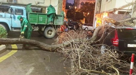 
Bakıda iki gündə 78 ağac sınıb