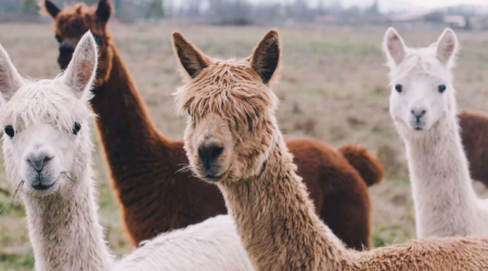 Llamas foil theft attempt on UK farm