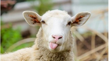 Azərbaycanda pasportu olan qoyunların sayı azalıb