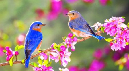 Spring to begin in Azerbaijan on March 20 at 18:45