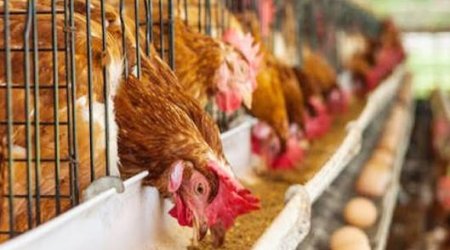 Yaponiyada quş qripi səbəbindən 560 min toyuq məhv ediləcək