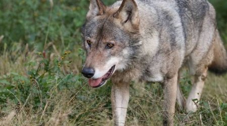 İki rayonda canavarlar kəndlərə hücum edib