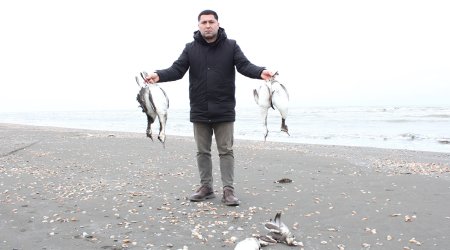 Массовая гибель водоплавающих птиц зафиксирована на побережье Каспийского моря в Азербайджане
