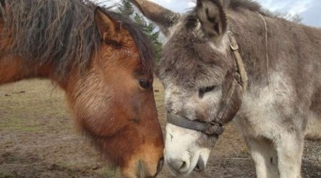 Azərbaycanda at xəstəliklərindən azad zonaların yaradılmasına başlanılıb