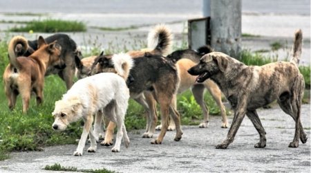 Bakıxanovda bir il ərzində 400-ə yaxın vətəndaşı it dişləyib