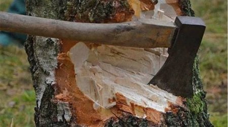 Bakı və Sumqayıtda ağacların qanunsuz kəsilməsi faktları aşkar olunub