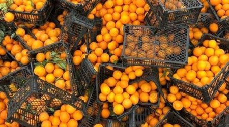 Nə üçün sitrus meyvələri hələ də Avropa bazarlarına çıxmır? - Deputat