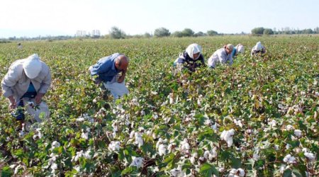 Azərbaycanda məşğul əhalinin 35%-i kənd təsərrüfatında çalışsa da, sektorun ÜDM-də payı 5,9%-dir