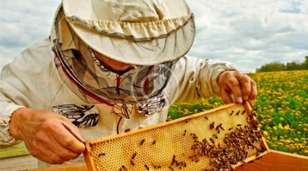 Deputat təklif edir ki, arıçılıqla bağlı yeni mexanizmlər hazırlansın