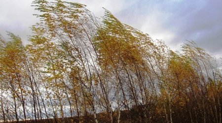 Желтое предупреждение от синоптиков