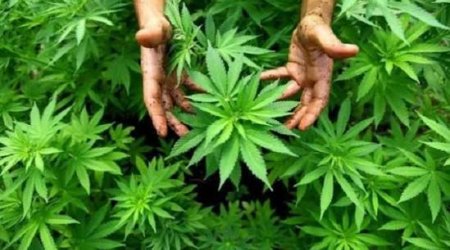 Azerbaijan records 1,765 drug-related crimes in January&ndash;February