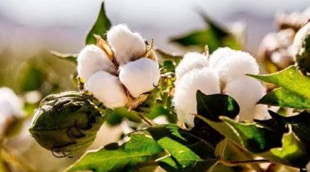 Azərbaycanda pambıq mahlıcı istehsalı 13 %-dən çox artıb