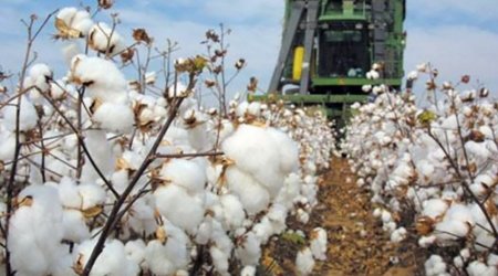 Производство хлопчатобумажной пряжи в Азербайджане выросло на 63,3%