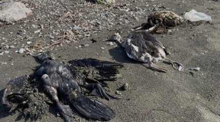 Lənkəranda bu quşlarkütləvi qırılır