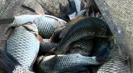 Balıq ovu aprelin 1-dən qadağan edilir