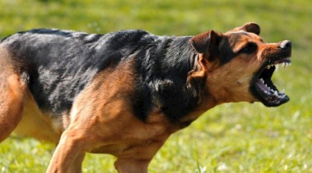 Biləsuvarda sahibsiz it 10 yaşlı uşağı dişləyib