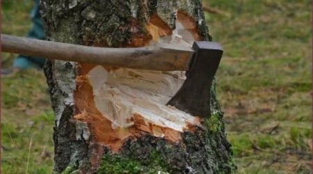 В Азербайджане выявлены факты незаконной вырубки деревьев на сумму свыше 317 тыс. манатов