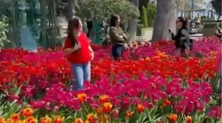 Bulvarda gülləri əzənlər polisə çağırılıb