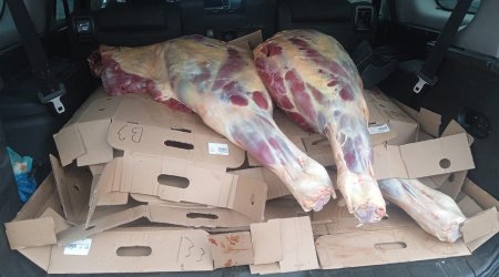 İstehlaka yararsız 227 kq at əti aşkarlanıb