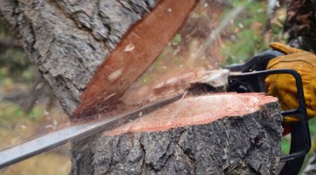 Son 1 həftədə təbiətə 133 mindən çox ziyan vurulub