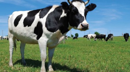 İdentifikasiya olunmamış heyvanların bazarlara daxil olmasına məhdudiyyət tətbiq ediləcək