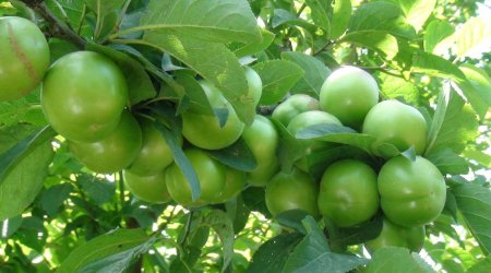 Bu il bazarlarda alça &ldquo;qıtlığı&rdquo; gözlənilir