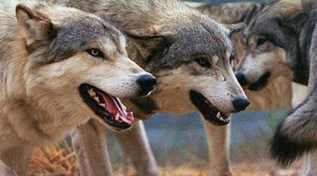 Canavarlar bu kəndə hücum etdilər