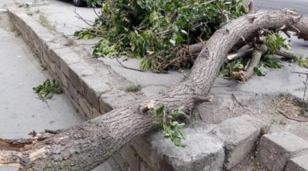 Bakıda güclü külək səbəbindən 34 ağac aşıb