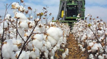 
"Azərpambıq"dan əldə olunan gəlir açıqlanıb