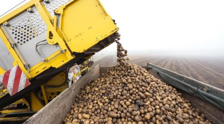 Azerbaijani potatoes putRussian farmers under pressure