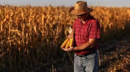 Məcnun Məmmədov: Aqrar sığorta üzrə fermerlərə 23 milyon manat ödənilib
